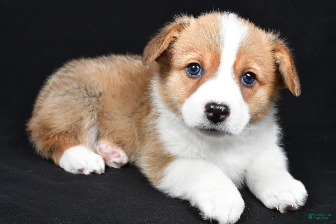 Welsh Corgi Pembroke dogs for sale: Clifford - Ad 1