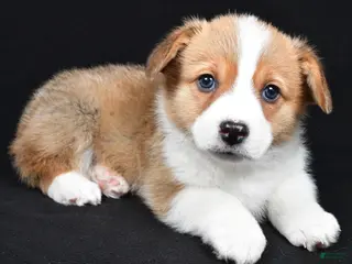 Welsh Corgi Pembroke dogs Clifford - Ad 27