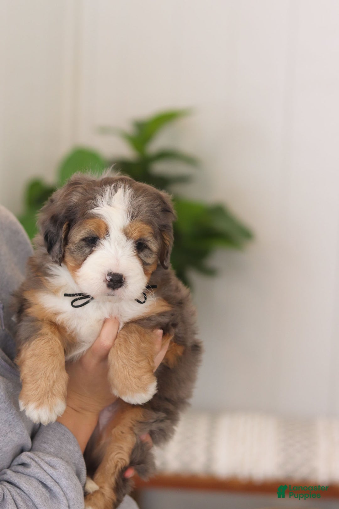 Mini Bernedoodle dogs for sale: Ollie - Ad 9