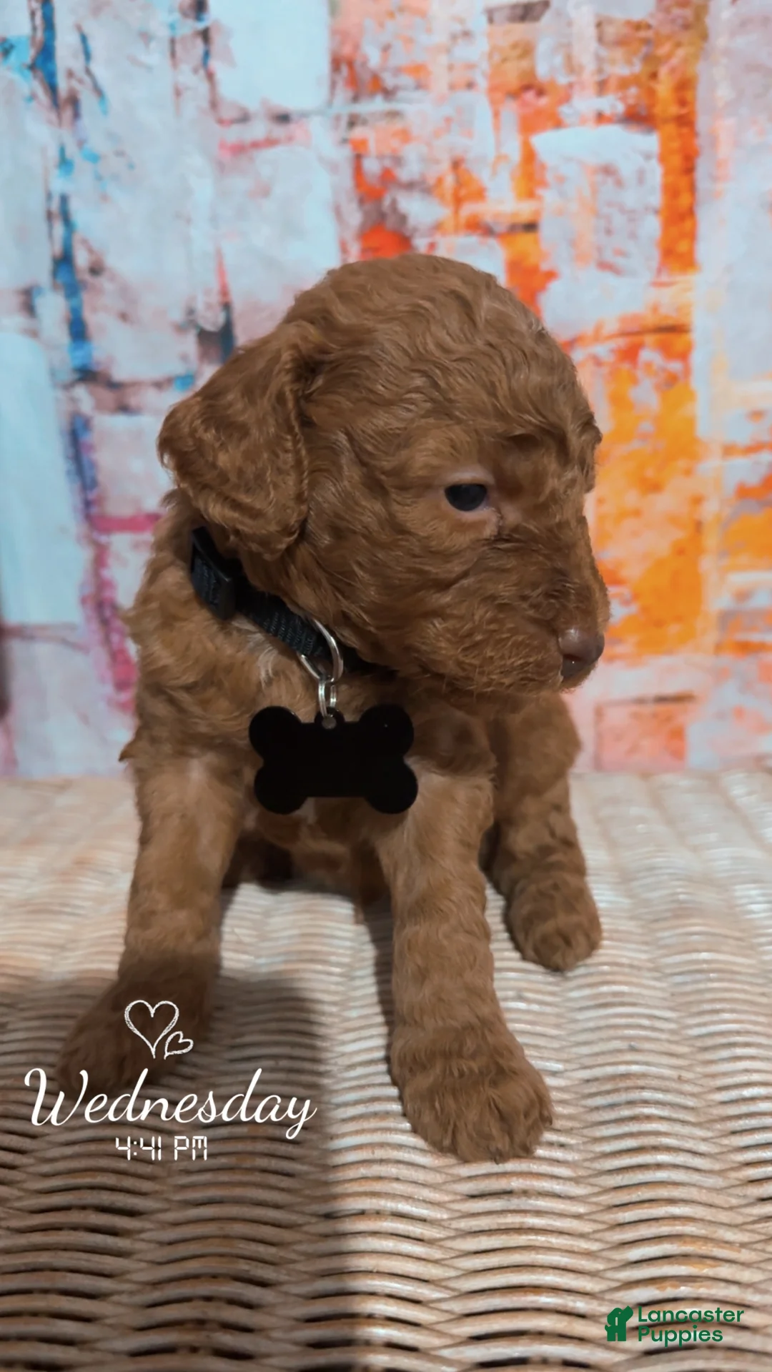Mini Goldendoodle dogs for sale:  Puppy 3 - Ad 1