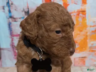 Mini Goldendoodle dogs Puppy 3 - Ad 26