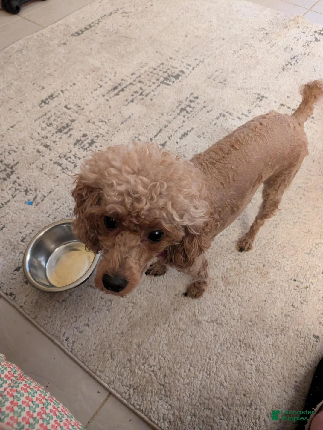 Toy Poodle dogs for sale: Toy Poodle 1 - Ad 2