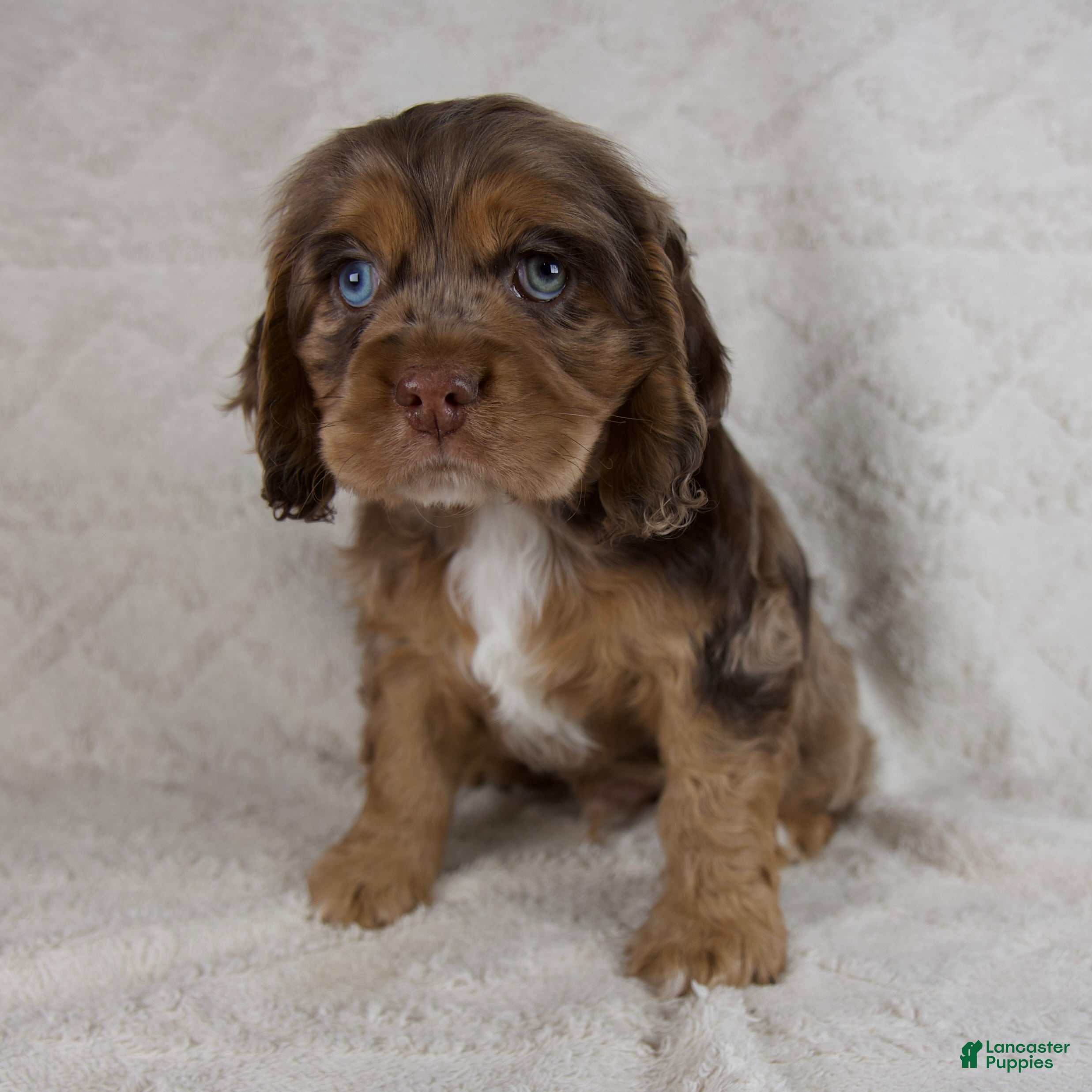Cocker Spaniel dogs Banjo - Ad 1