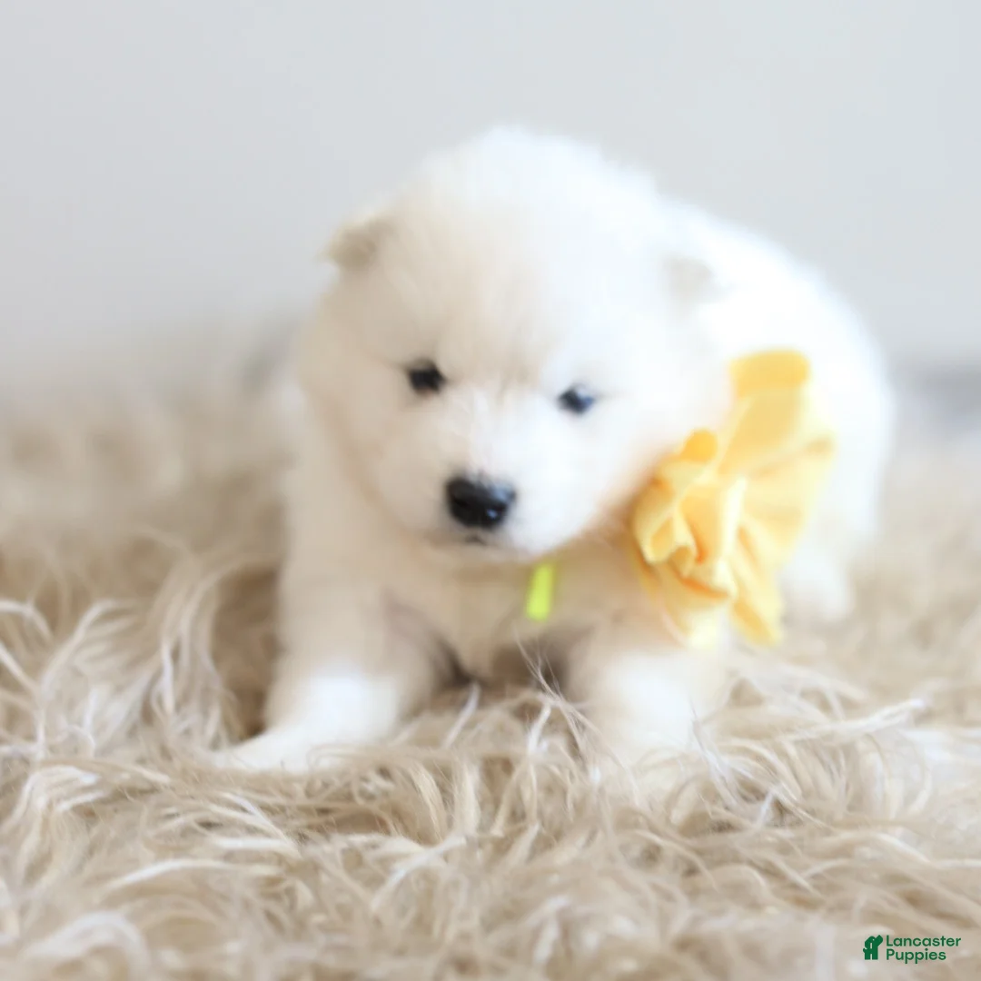 Samoyed dogs for sale: Sprout  - Ad 9