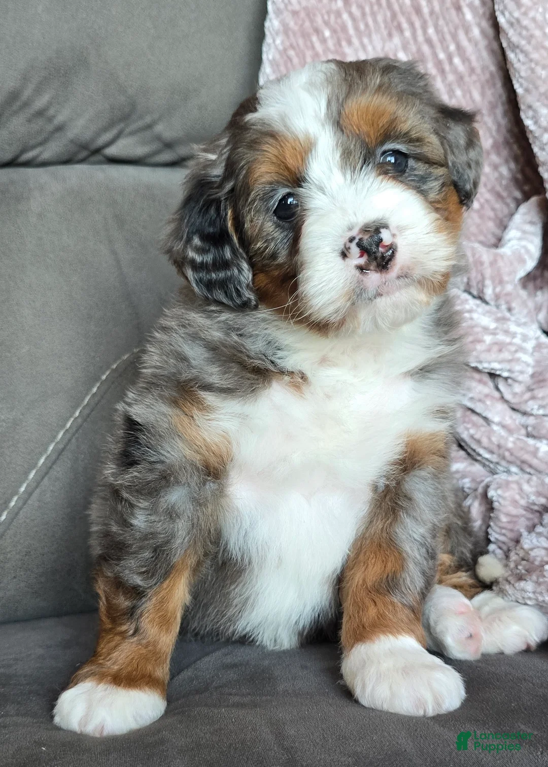 Mini Bernedoodle dogs for sale: Mini Sophie - Ad 2