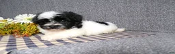 Havanese dogs for sale: Kipper - Ad 6