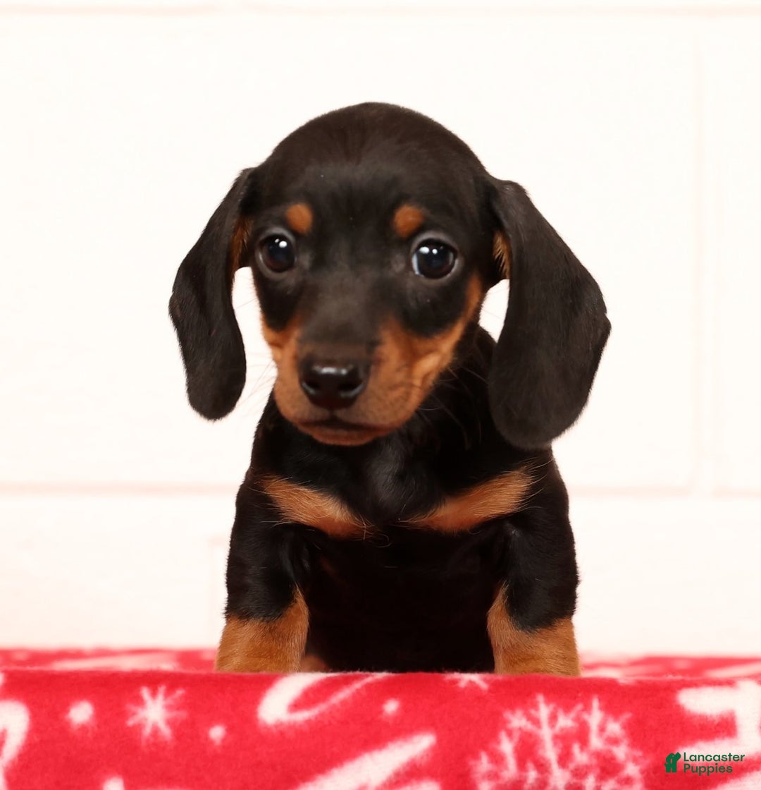 Miniature Dachshund dogs for sale: Henry - Ad 4