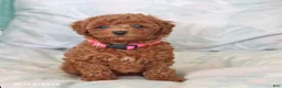 Maltipoo dogs for sale: Sadie - Ad 4
