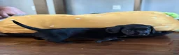 Dachshund dogs for sale: Dark Chocolate - Ad 11