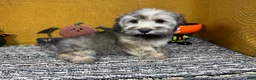 Havanese dogs for sale: Havanese 1 - Ad 3
