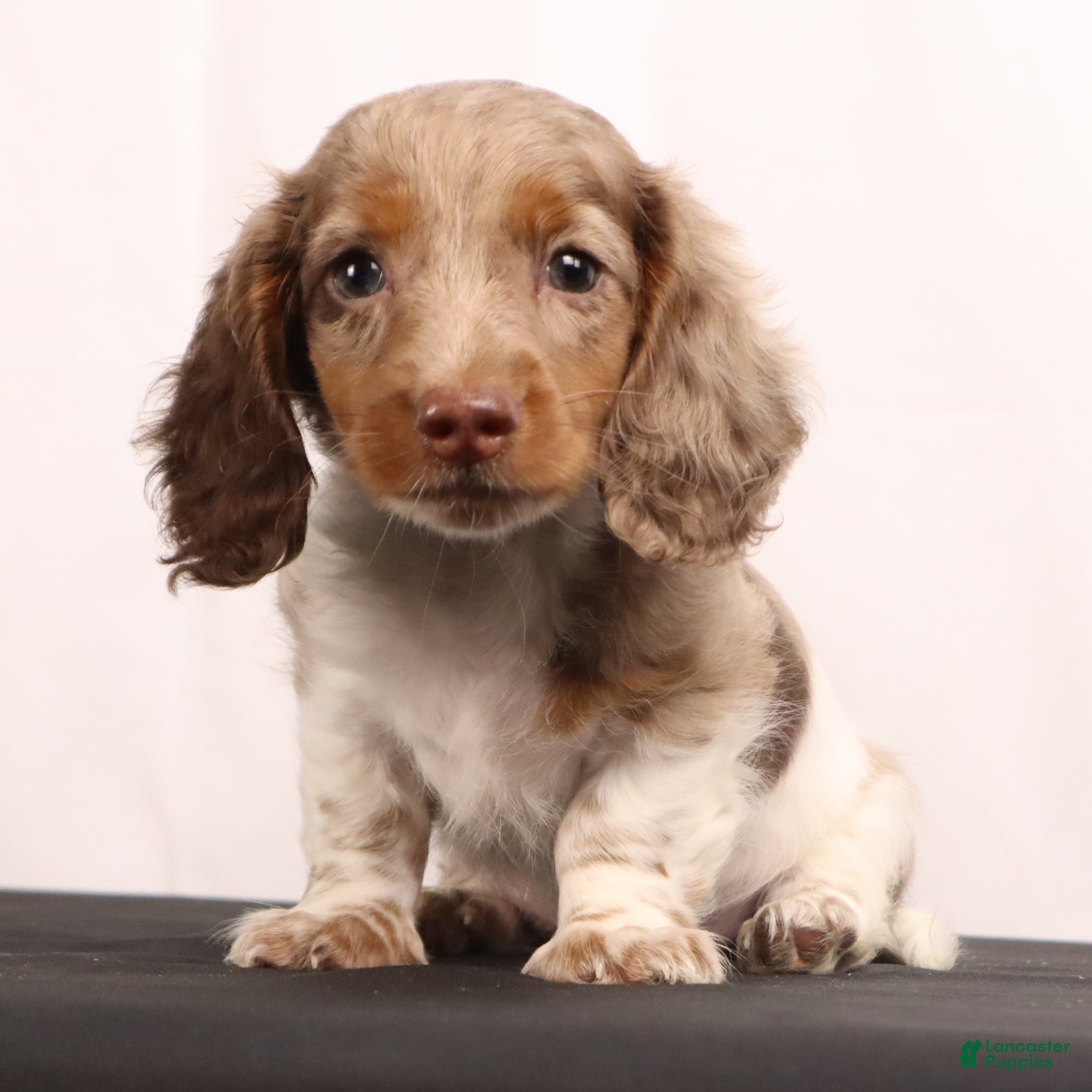 Dachshund dogs willie Jr  - Ad 1