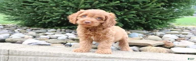 Teddy