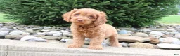 Cavapoo dogs for sale: Teddy - Ad 1
