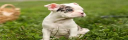 Frenchton dogs for sale: BELLA - Ad 10
