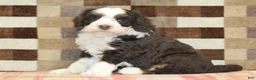 Mini Bernedoodle dogs for sale: Cody - Ad 1