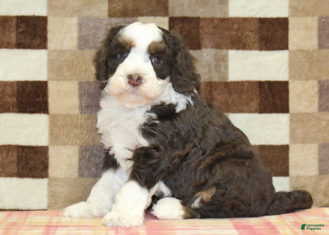 Mini Bernedoodle dogs for sale: Cody - Ad 1
