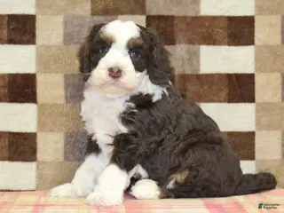 Mini Bernedoodle dogs Cody - Ad 35
