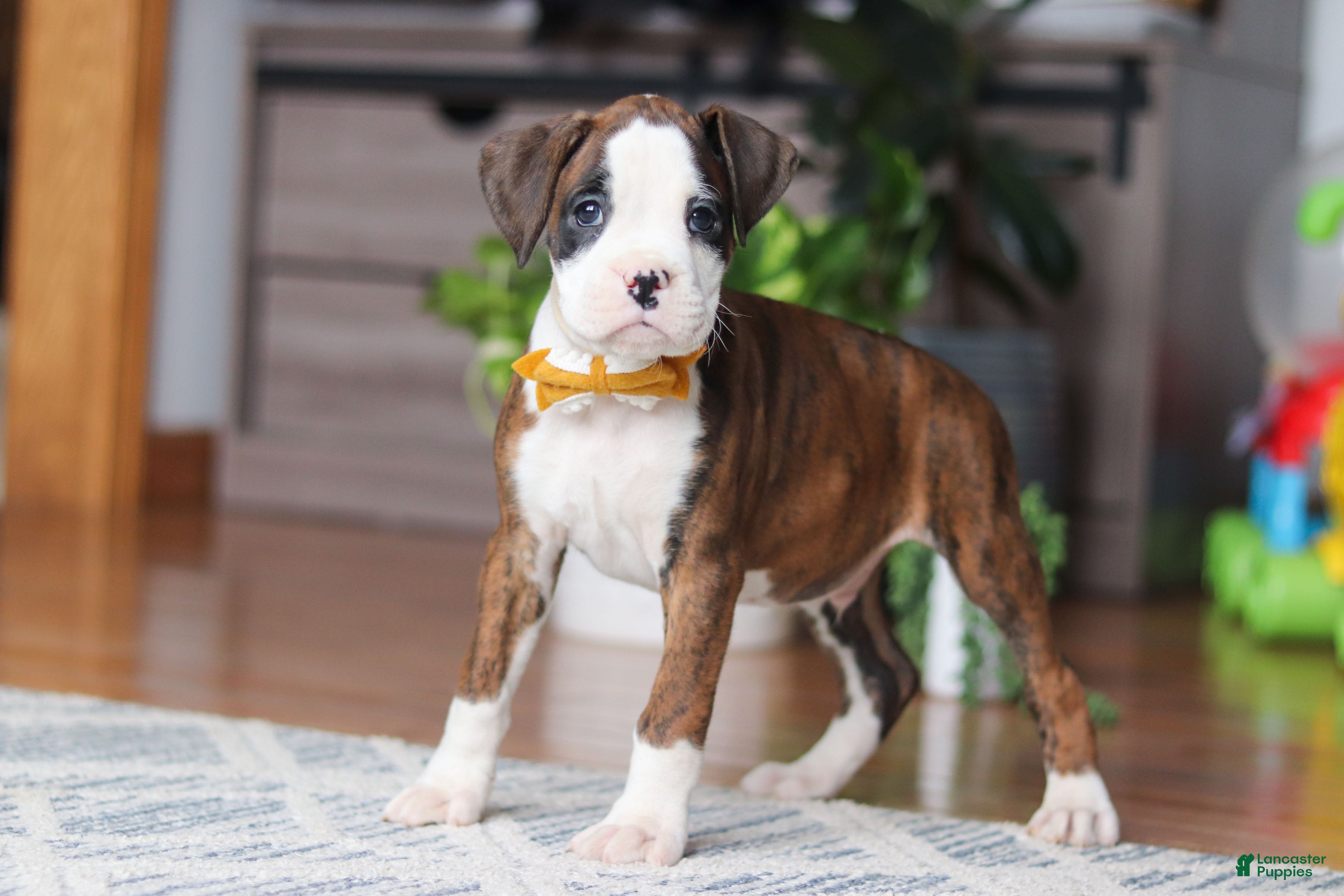 Boxer dogs Jax - Ad 1