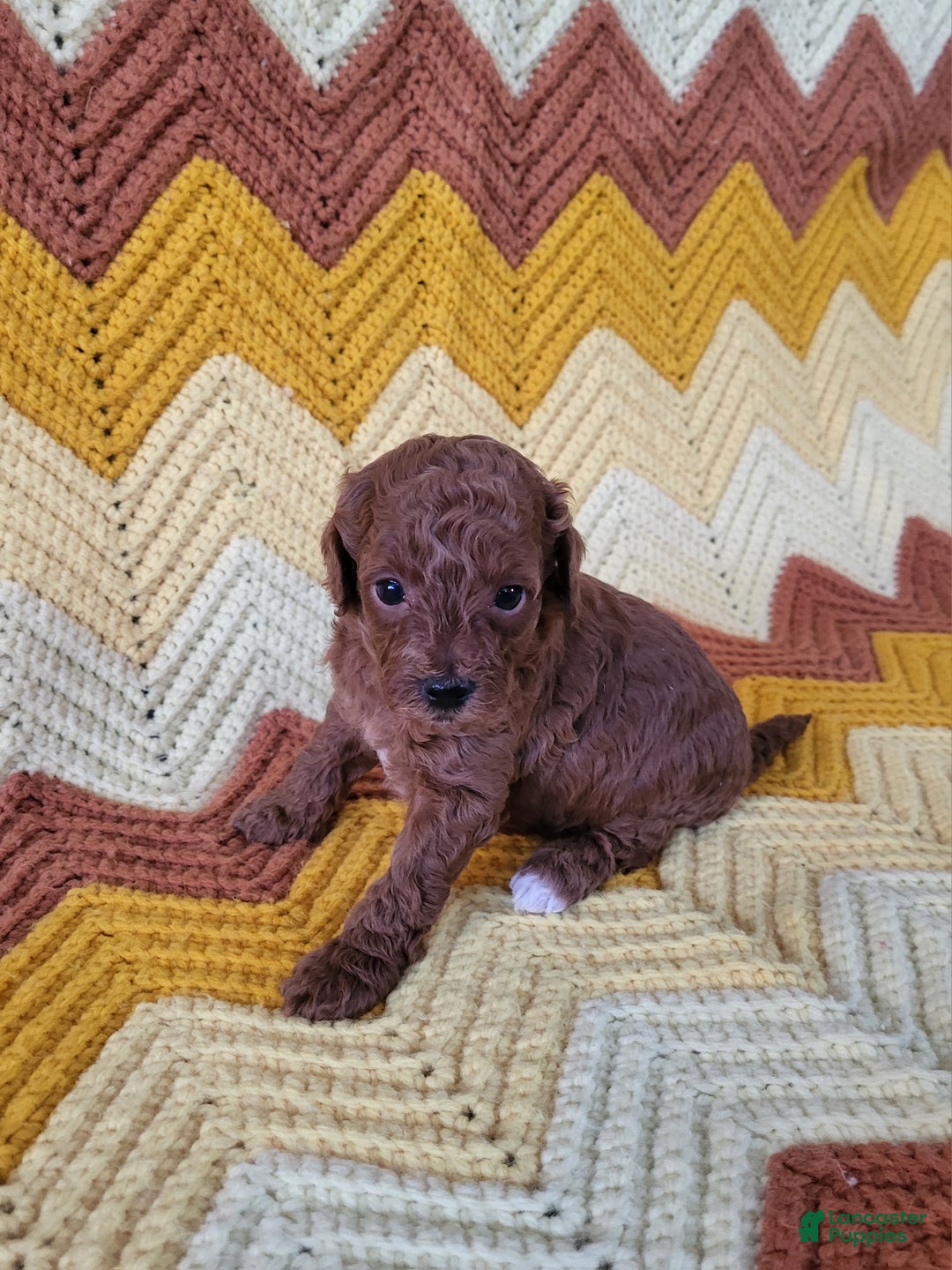 Goldendoodle dogs for sale: Rachel - Ad 4