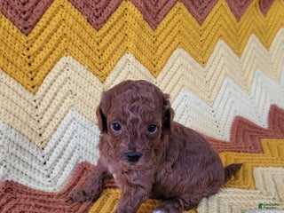 Goldendoodle dogs - Ad 4