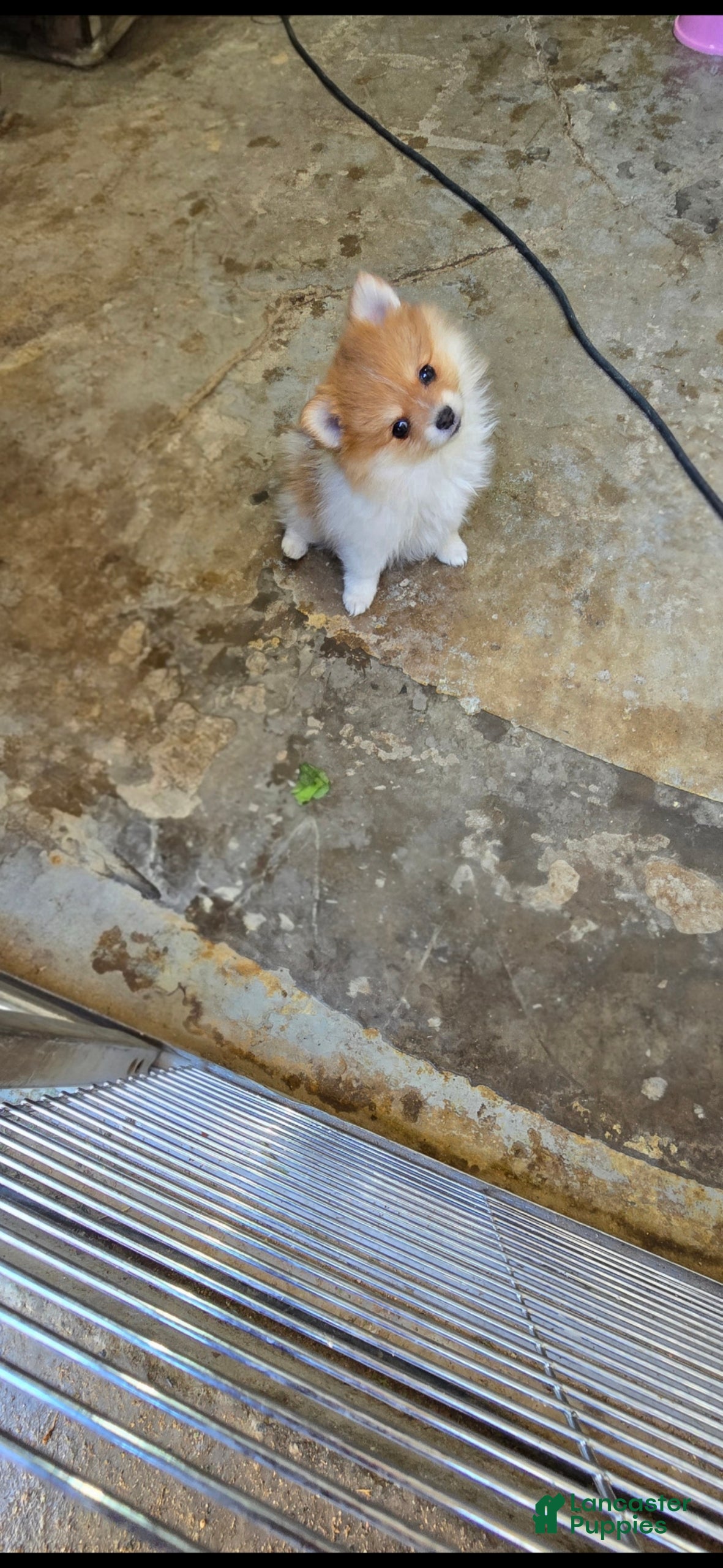 Pomeranian dogs Pomeranian Puppy 2 - Ad 12