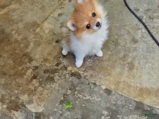 Pomeranian dogs Pomeranian Puppy 2 - Ad 5