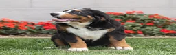 Bernese Mountain Dog dogs for sale: Bryan (Genetically Clear) Bernese Mountain Dog  - Ad 5