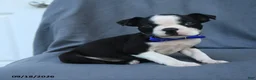 Boston Terrier dogs for sale: Snickerdoodle - Ad 5