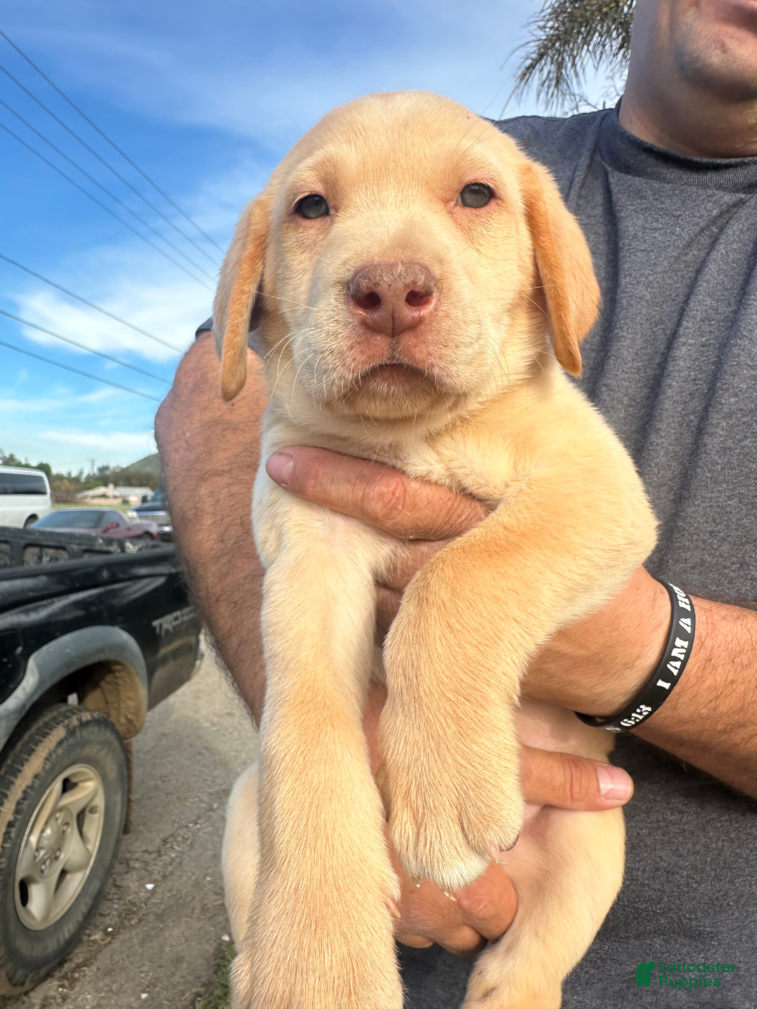 Labrador Retriever dogs for sale: Labrador Retriever Puppy 1 - Ad 1