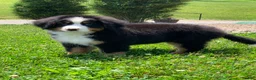 Bernese Mountain Dog dogs for sale: Teddy - Ad 11