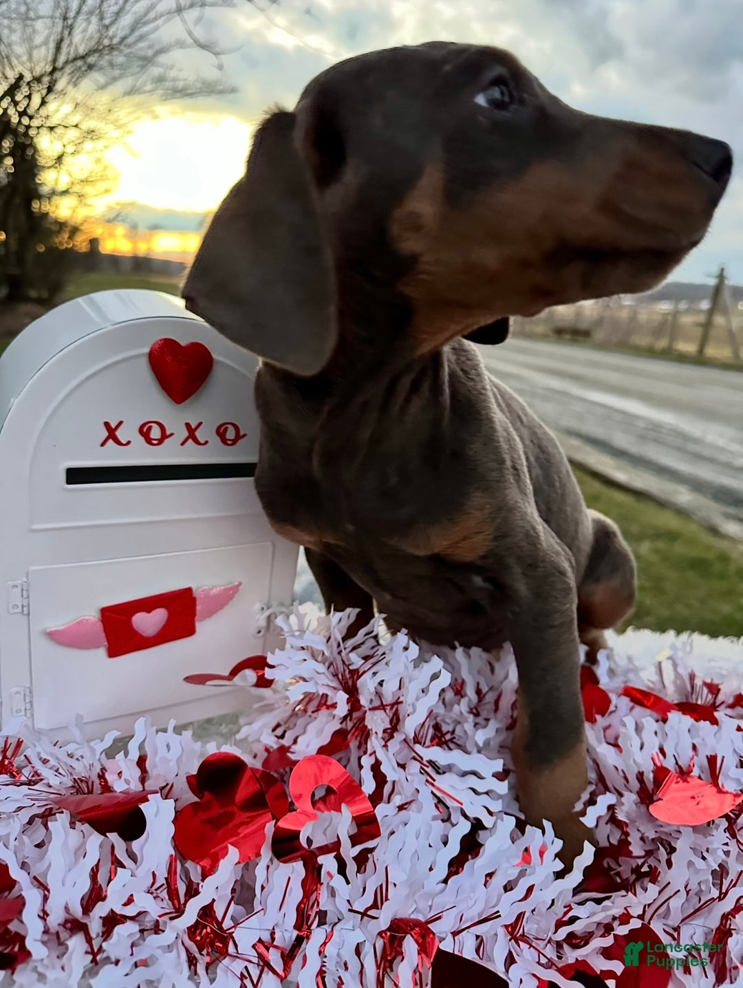 Doberman Pinscher dogs for sale: Akc Doberman Pinscher Blue Valentine - Ad 3