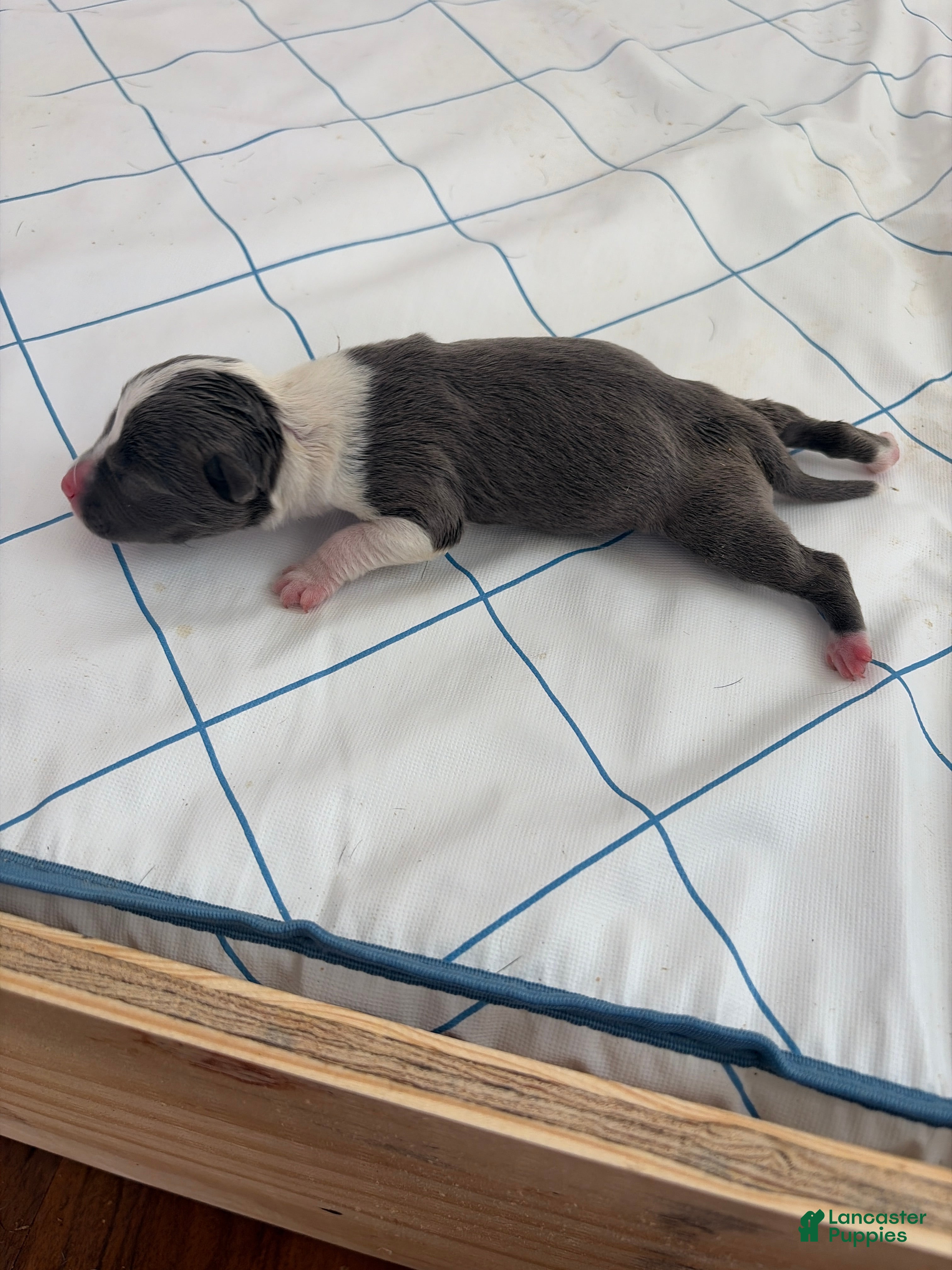 American Pit Bull Terrier dogs American Pit Bull Terrier 2 - Ad 4