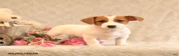 Jack Russell Terrier dogs for sale: Rosie - Ad 3