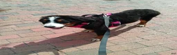Bernese Mountain Dog dogs for sale: Bernese Mountain Dog 2 - Ad 37