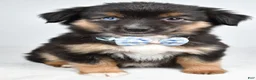 Miniature Australian Shepherd dogs for sale: Faith  - Ad 5