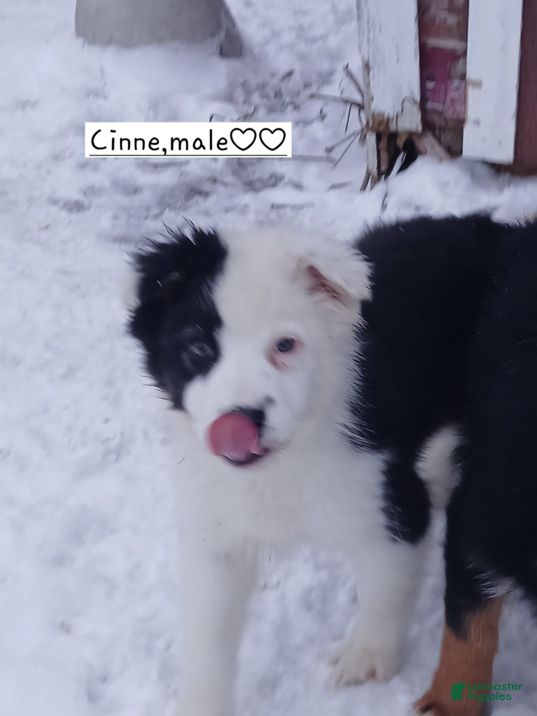 Australian Shepherd dogs for sale: Cinne - Ad 7