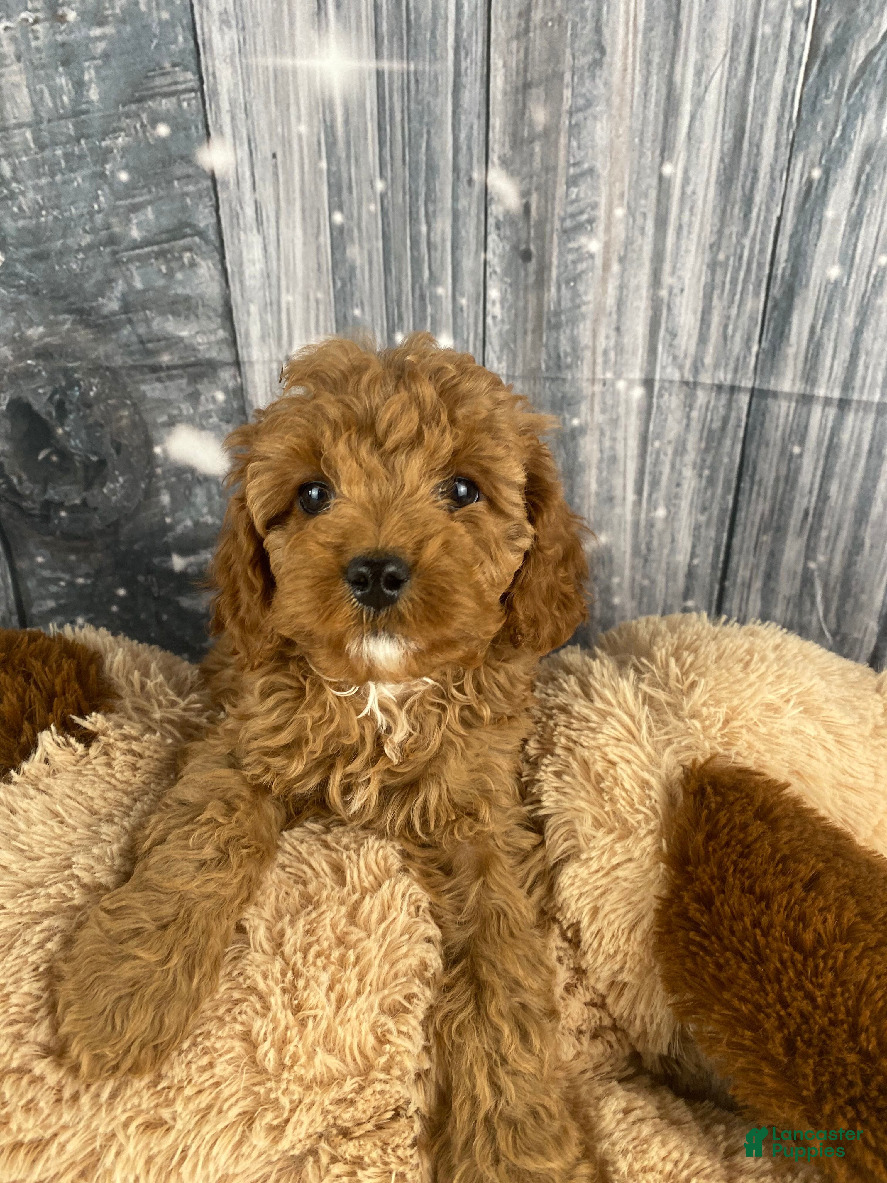 Cavapoo dogs Rufus - Ad 2
