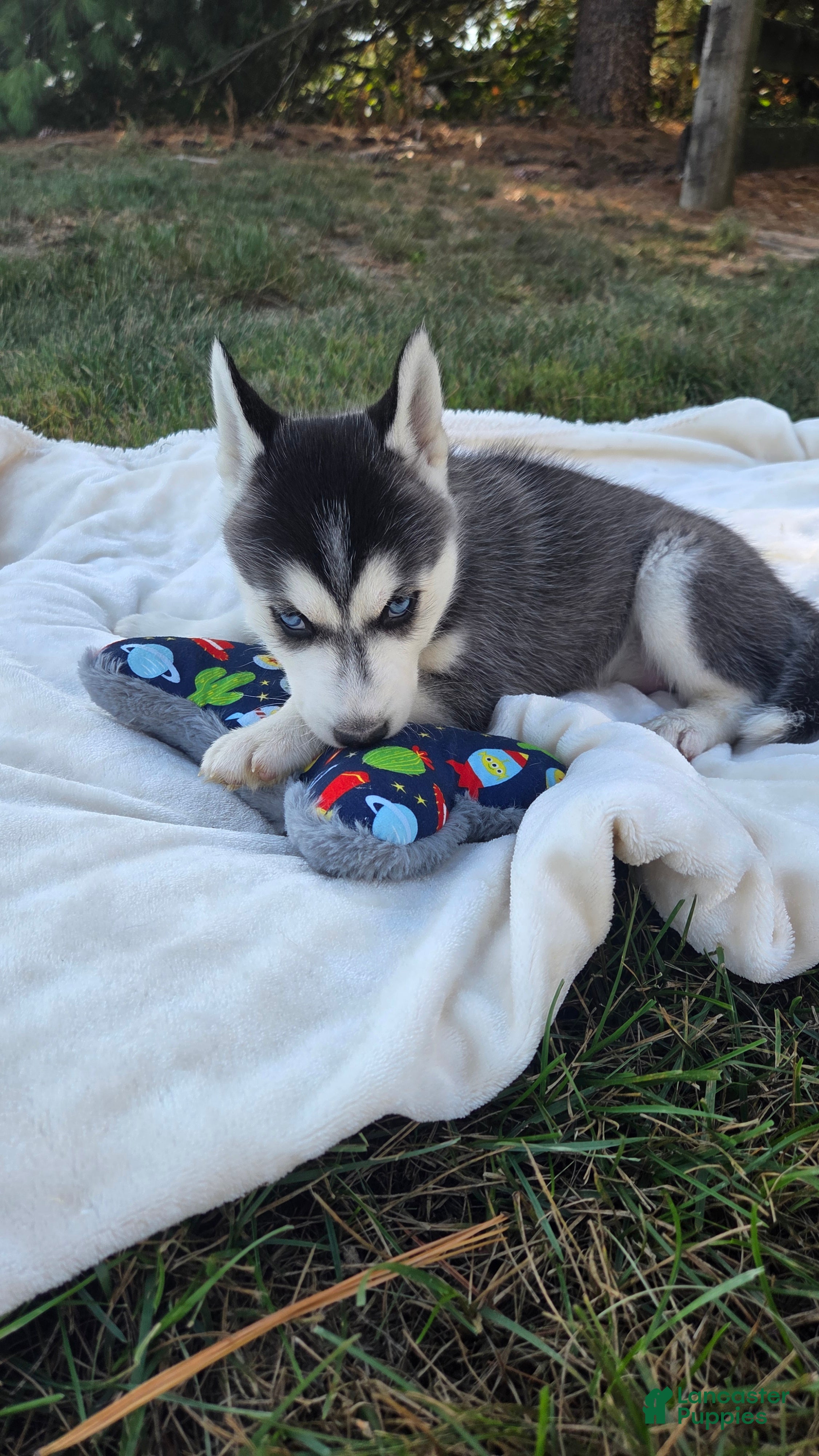 Dog Price In Miniature Siberian Huskies Miniature Husky Adoption Why Your  Husky Loves To Talk (And, image size:2252x4000