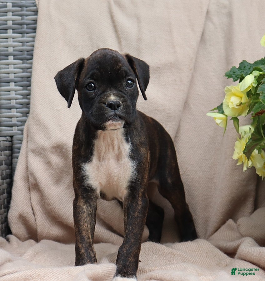 Boxer dogs Stella - Ad 1