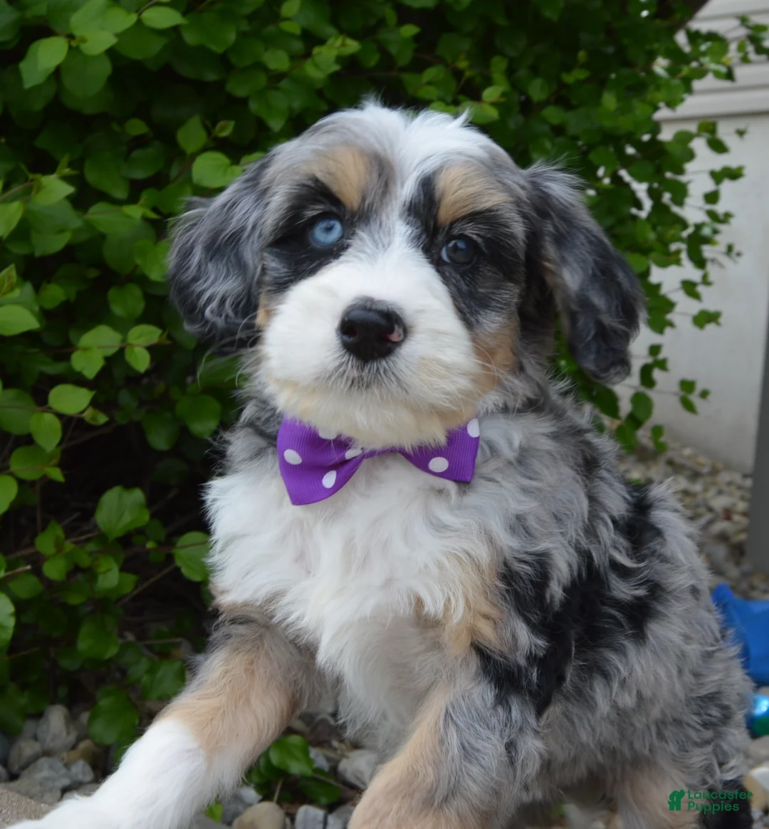 Mini Bernedoodle dogs for sale: Bailey - Ad 2