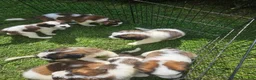 Saint Bernard dogs for sale: Saint Bernard 11 - Ad 4