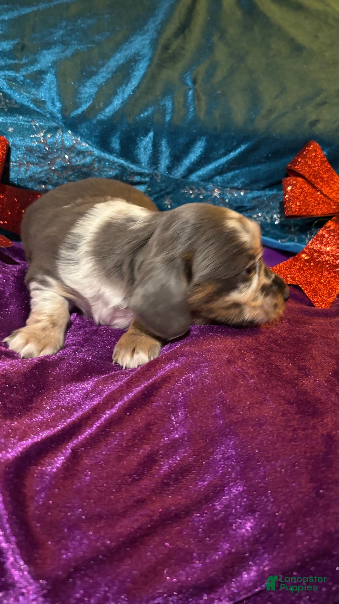 Miniature Dachshund dogs for sale: Miniature Dachshund Puppy 2 - Ad 9