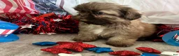 Shih Tzu dogs for sale: Kona - Ad 8