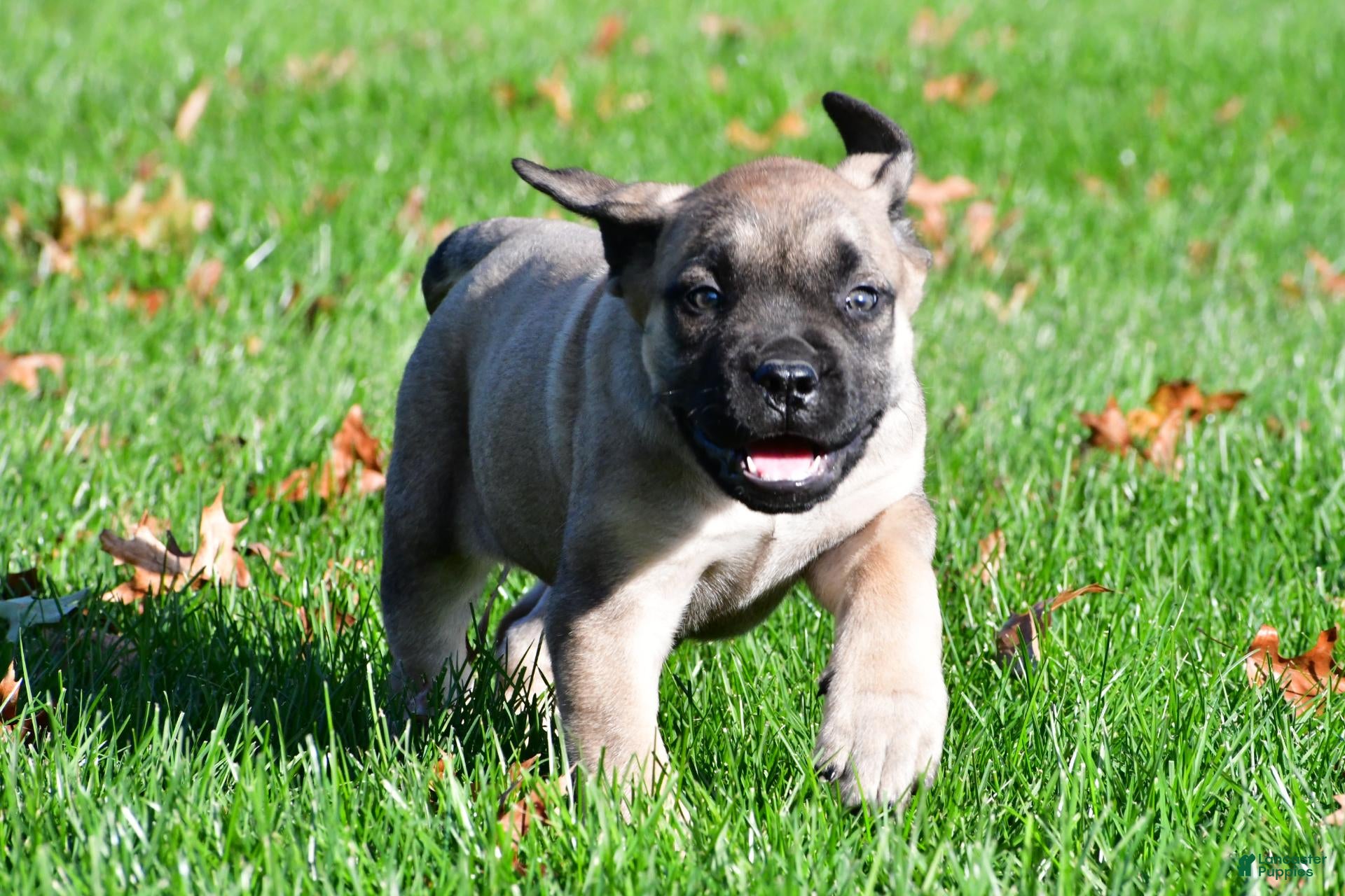 English Mastiff dogs for sale: Luna - Ad 2