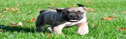 English Mastiff dogs for sale: Luna - Ad 2