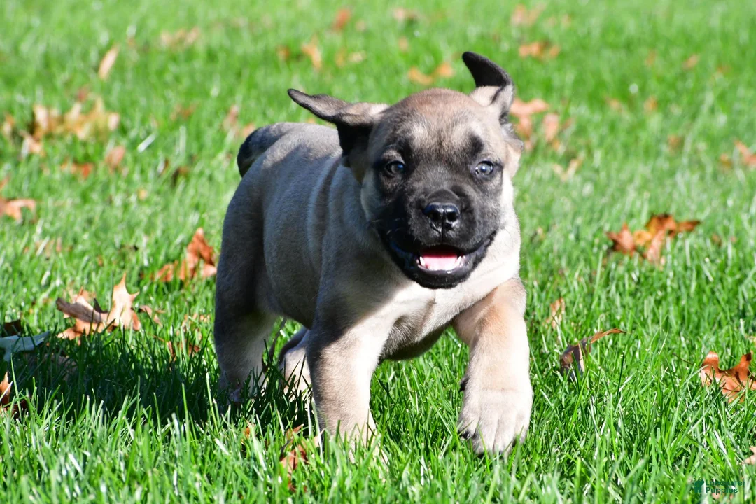English Mastiff dogs for sale: Luna - Ad 2
