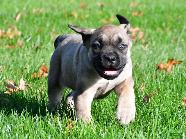 English Mastiff dogs for sale: Luna - Ad 2