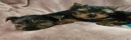 Yorkshire Terrier dogs for sale: AKC Spark - Ad 4