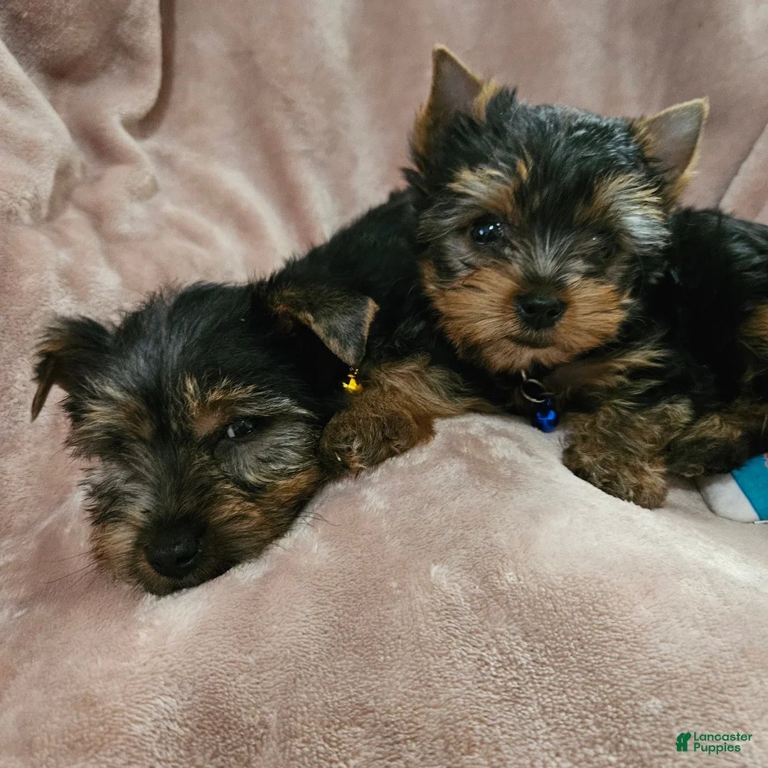 Yorkshire Terrier dogs for sale: AKC Spark - Ad 4