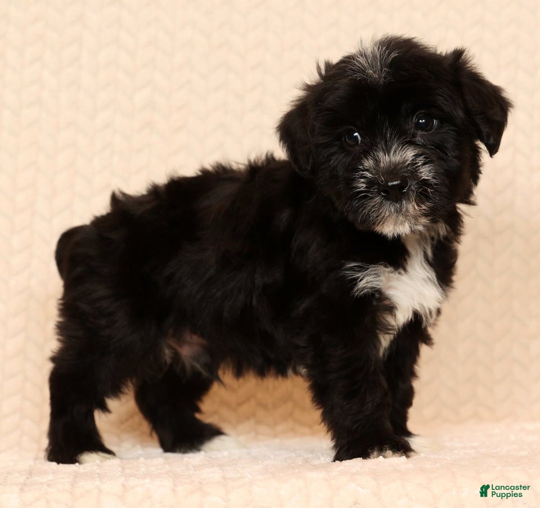 Yochon dogs for sale: Rover - Ad 6